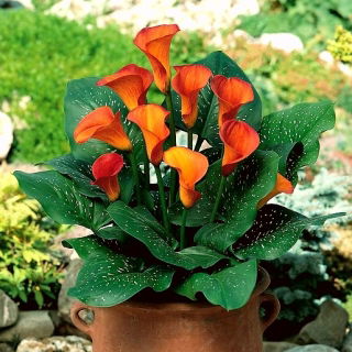 Calla Mango