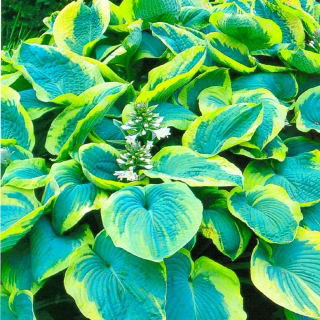 Hosta - Funkia Francess Williams - 1 kłącze