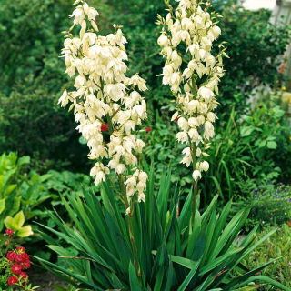 Juka karolińska - Yucca filamentosa - 1 kłącze