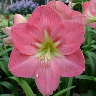 Hippeastrum, Amarylis, Zwartnica - Susan - 1 cebula