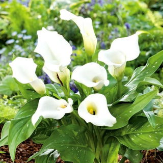 Zantedeschia, Calla – Kalla, Kalia Biała - 1 cebula