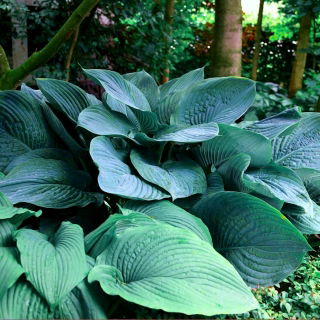 Funkia - Hosta Empress Wu - 1 kłącze