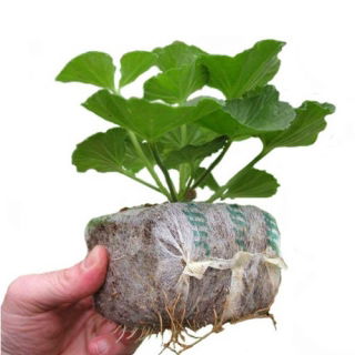 GrowBlock - Pęczniejąca doniczka torfowa - 8 x 8 cm