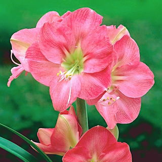 Hippeastrum, Amarylis, Zwartnica - Susan - 1 cebula