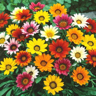 Gazania wielkokwiatowa - 125 nasion