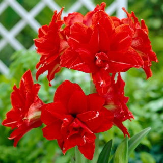 Hipeastrum - Amarylis - Red Peacock - 1 cebula