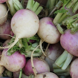 Rzepa pastewna Rogowska - 100 g