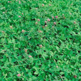 Koniczyna łąkowa Nike - 5 kg