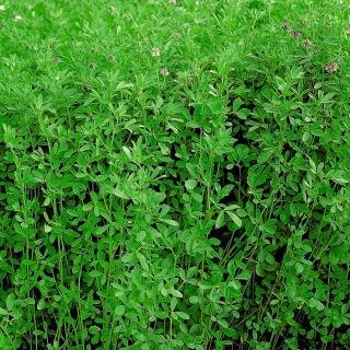 Lucerna siewna Maga - 1 kg