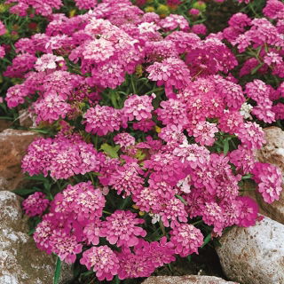 Ubiorek baldaszkowy Rosa Cardinal - różowy