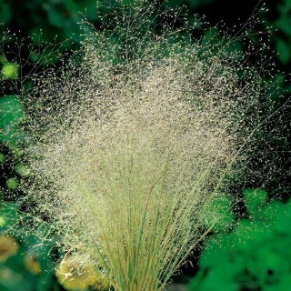 Mietlica - 3000 nasion