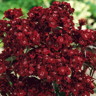 Goździk brodaty Black Magic - 450 nasion