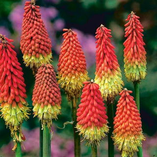 Kniphofia - Trytoma czerwono-żółta - Płonąca Pochodnia - 1 kłącze