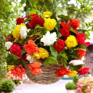Begonia zwisająca, kaskadowa - kolorowy mix - 2 bulwy