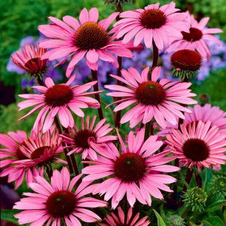 Echinacea - Jeżówka purpurowa - 1 kłącze