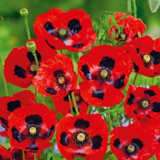 Mak biedronkowy Ladybird - 3080 nasion