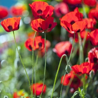 Mak biedronkowy Ladybird - 3080 nasion