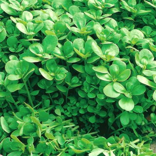 Baby Leaf - Portulaka warzywna