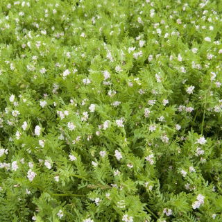 Seradela - 5 kg