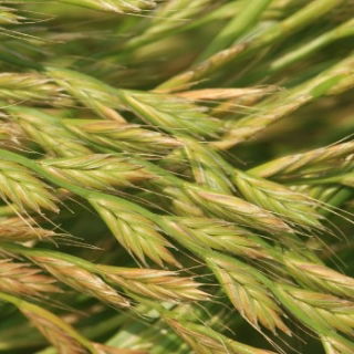 Życica mieszańcowa 2N Grasslands Manawa - 5 kg