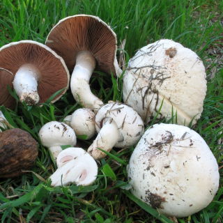 Pieczarka polna - grzybnia na ziarnie do uprawy w ogrodzie, na łąkach i polach - 1 kg