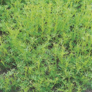 Łubin wąskolistny Rumba - 1 kg
