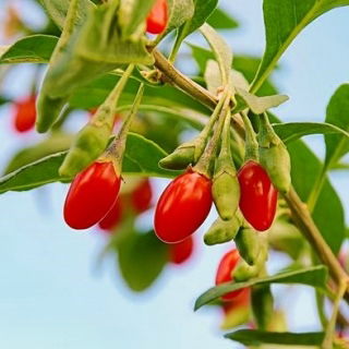 Jagody goji - kolcowój Sweet Berry - sadzonka w pojemniku C1