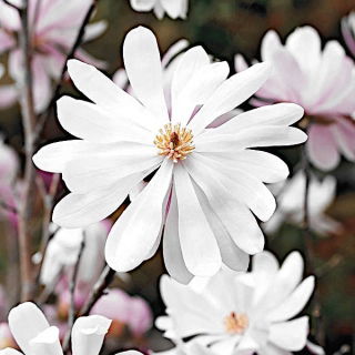 Magnolia Loebnera Merrill - sadzonka w pojemniku C1