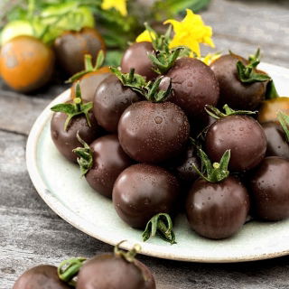 Pomidor wysoki - Black cherry - 60 nasion