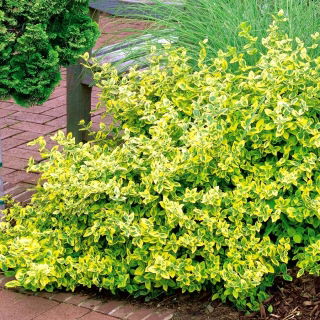 Trzmielina Emerald'n Gold - sadzonka w pojemniku P9