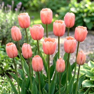 Tulipan morelowy - Apricot - 5 szt.