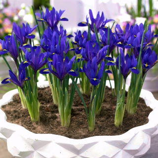 Irys botaniczny - Blue Hill - 10 cebulek