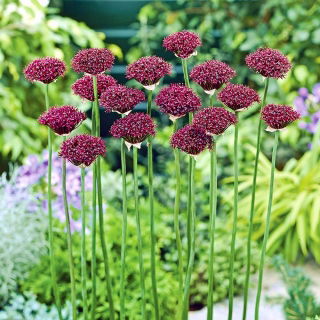 Czosnek ozdobny Atropurpureum - duża paczka! - 50 szt.