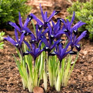 Irys botaniczny - Blue Note - duża paczka! - 100 szt.