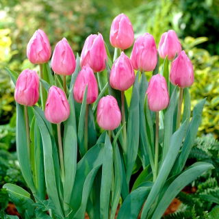 Tulipan Aafke - 5 cebulek