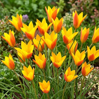 Tulipan Chrysantha Tubergen's Gem - 5 cebulek