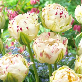 Tulipan Danceline - 5 cebulek
