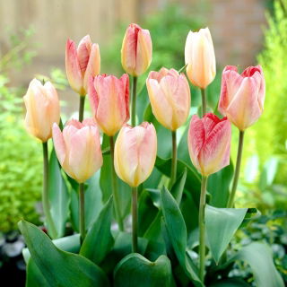 Tulipan Flaming Purissima - 5 cebulek