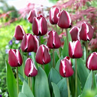 Tulipan Fontainebleau - 5 cebulek