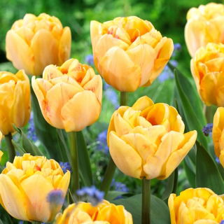 Tulipan Foxy Foxtrot - 5 cebulek
