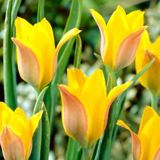 Tulipan Kolpakowskiana - 5 cebulek