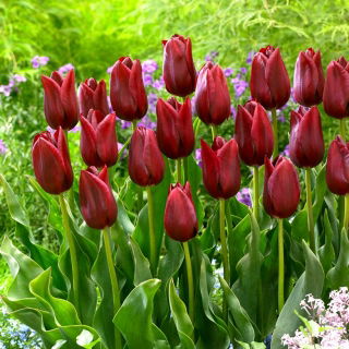 Tulipan National Velvet - 5 cebulek