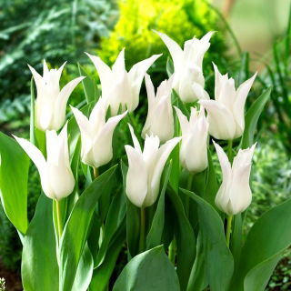 Tulipan Tres Chic - 5 cebulek
