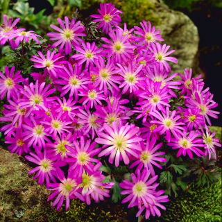 Zawilec grecki - Violet Star - 8 bulw