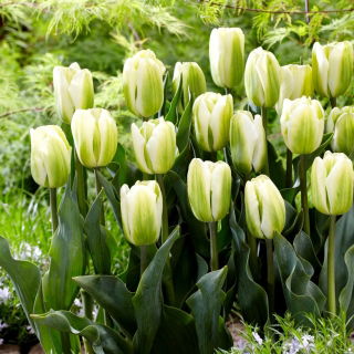 Tulipan Green Spirit - 5 cebulek