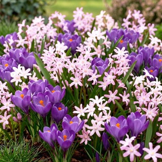 Zestaw krokus fioletowy i śnieżnik różowy - 100 szt.