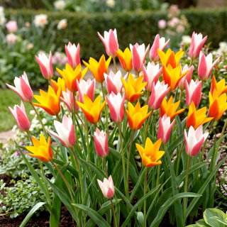 Tulipany Clusiana - zestaw 2 odmian kwiatów - 50 szt.