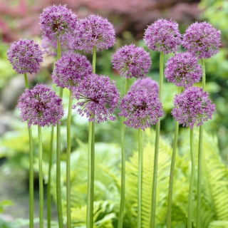 Czosnek ozdobny Mars - duża paczka! - 10 szt.