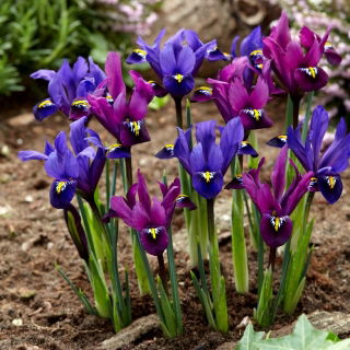 Zestaw irys Purple Hill i irys Blue Hill - 100 szt.
