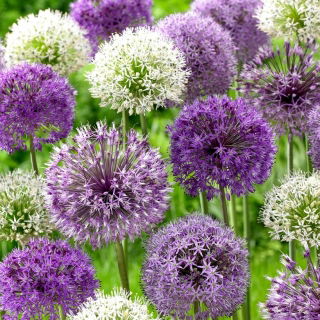 Czosnek ozdobny - zestaw 3 urzekających odmian - 9 szt.